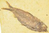 Detailed Fossil Fish (Knightia) - Wyoming #379454-1